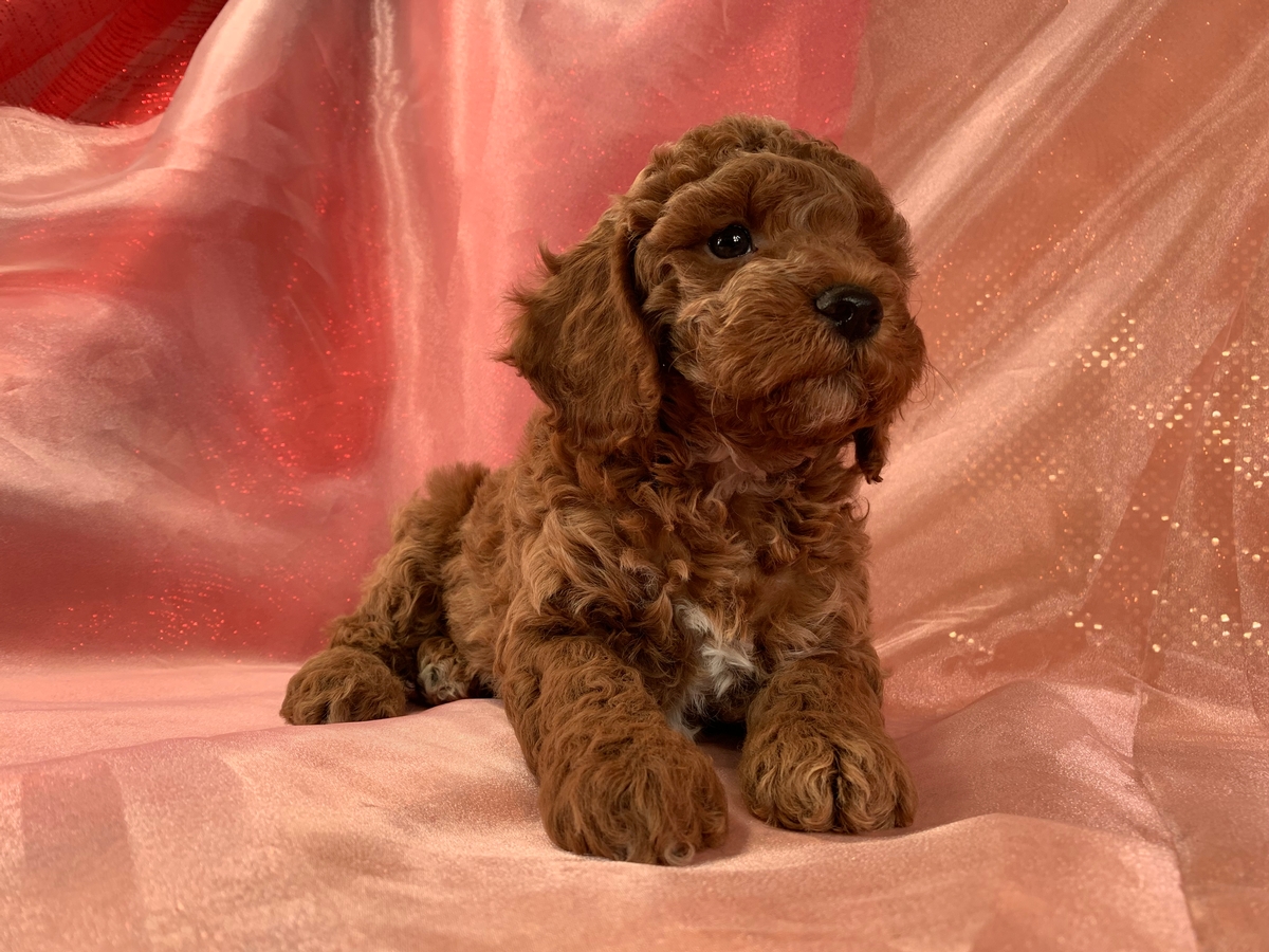 Dark Red Miniature Schnoodle Puppy for Sale DOB 2021-10-26, $1200